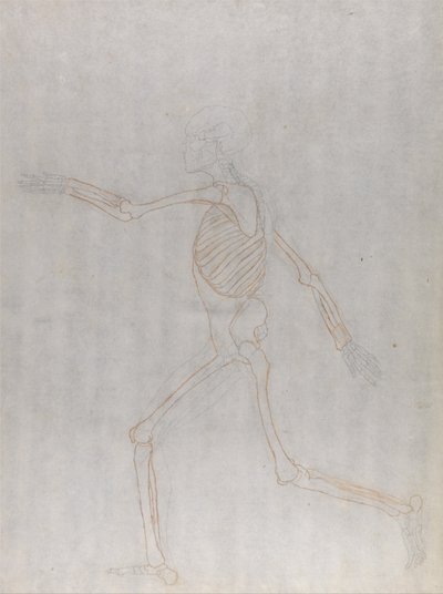 Een vergelijkende anatomische expositie van de structuur van het menselijk lichaam met die van een tijger en een co... door George Stubbs